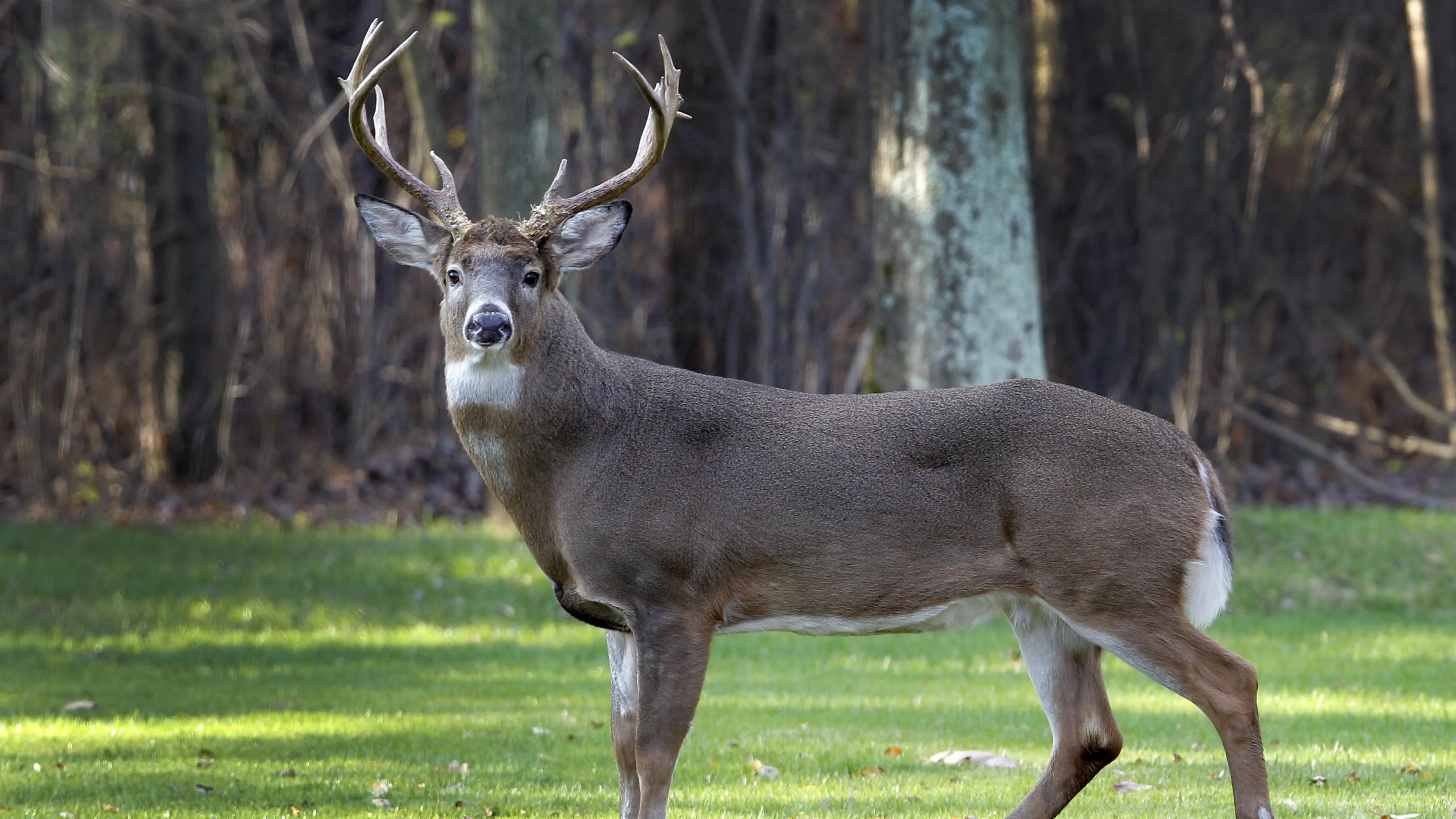 Mature Ohio whitetail in a food plot