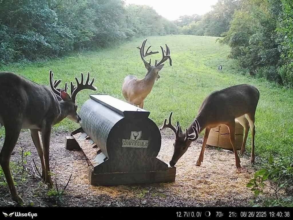 Trail camera capture of three mature Ohio bucks at a 1st Class Whitetails feeder