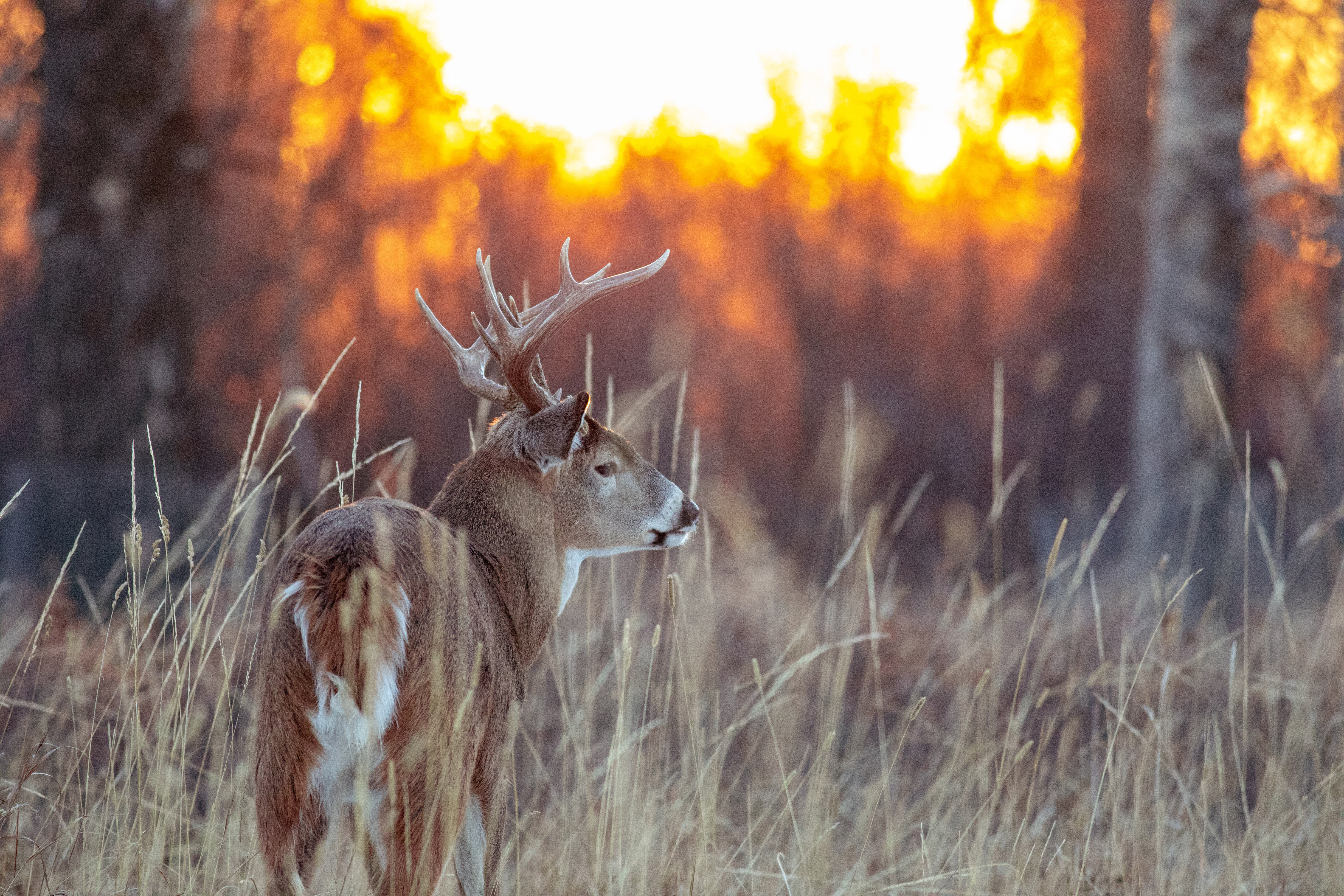 Ohio hardwoods at dawn