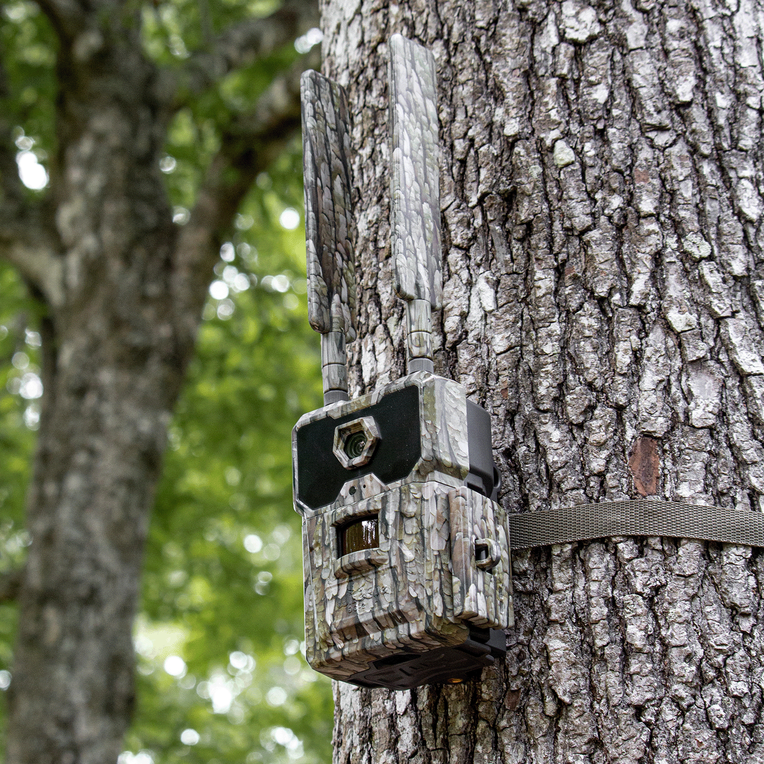 Trail camera mounted on a tree on a managed Ohio farm
