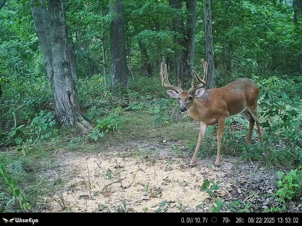 Velvet buck on a managed Ohio food plot captured by trail camera