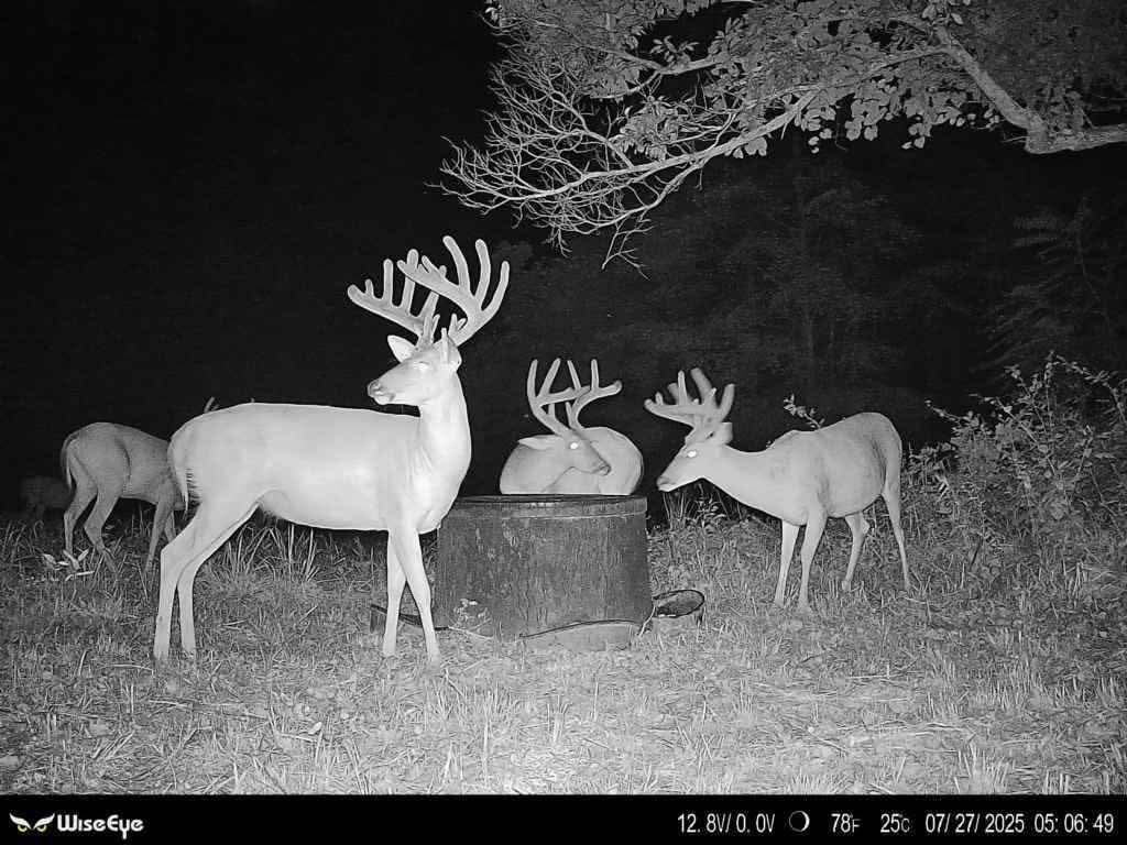 Trail camera capture of multiple mature Ohio whitetail bucks at a feeder