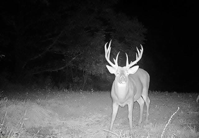 Hard-horned mature Ohio buck caught on trail camera at night